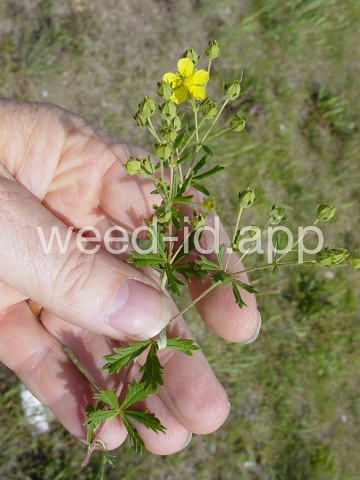 cinquefoil, silvery